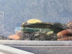 Kia Rio 2009