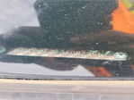 Honda Accord 2011