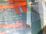 Lexus ES 2006