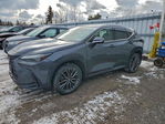 Lexus NX 2022