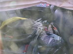 Honda Civic 2008